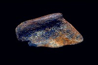 藏品(碎肢骨片)的圖片